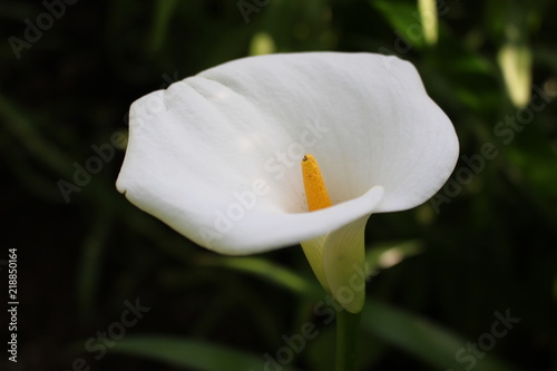 Calla