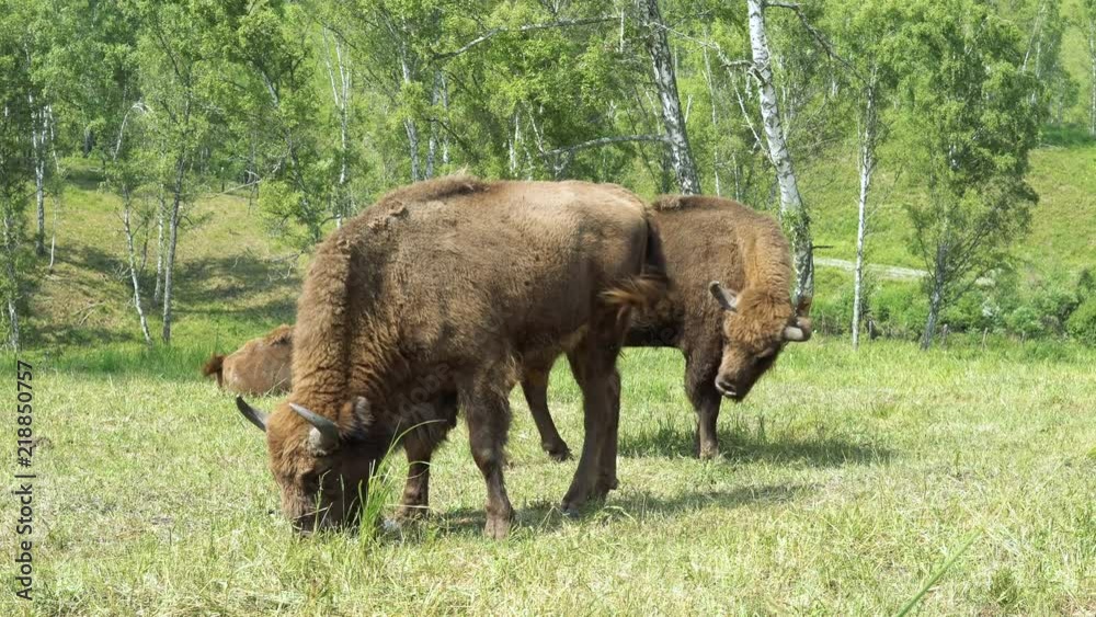 European Bison in conditions of a Reserve among birch trees. European Bison in conditions of a Reserve among birch trees.