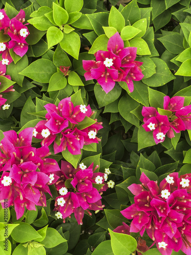 Photography Top view of the pink bougainvillaea bush.