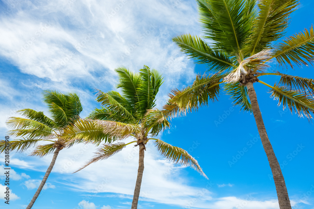 Tropical palm trees Tropical palm trees