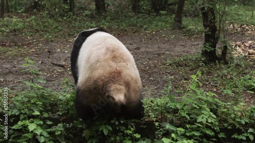 Adult Panda having a moment photo