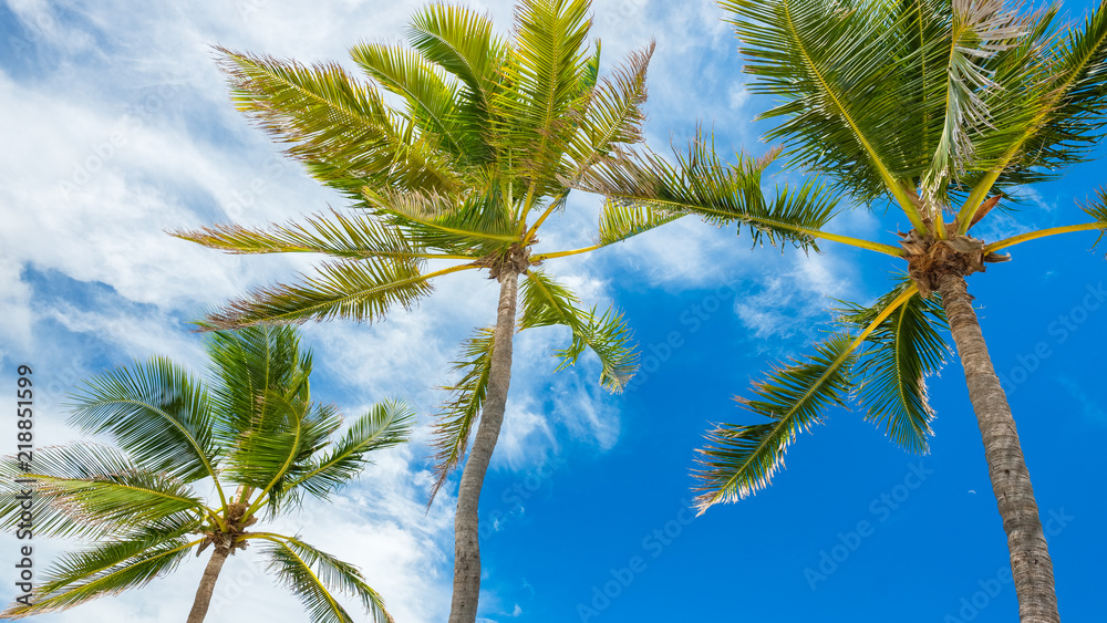 Naklejka premium Tropical palm trees