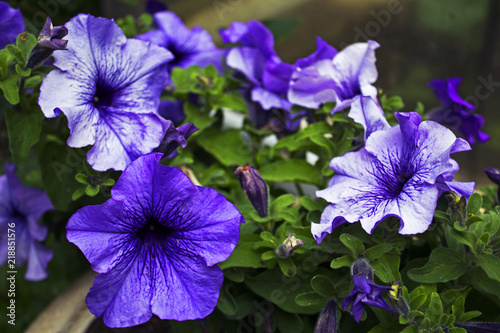 Big beautiful purple fully faded garden flowers © natabu