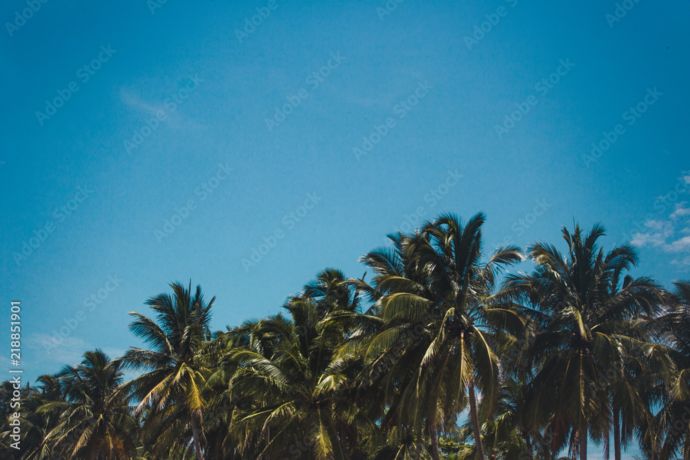 Tropical vibes under tall lush palm trees against a bright blue sky on a summer's day in paradise