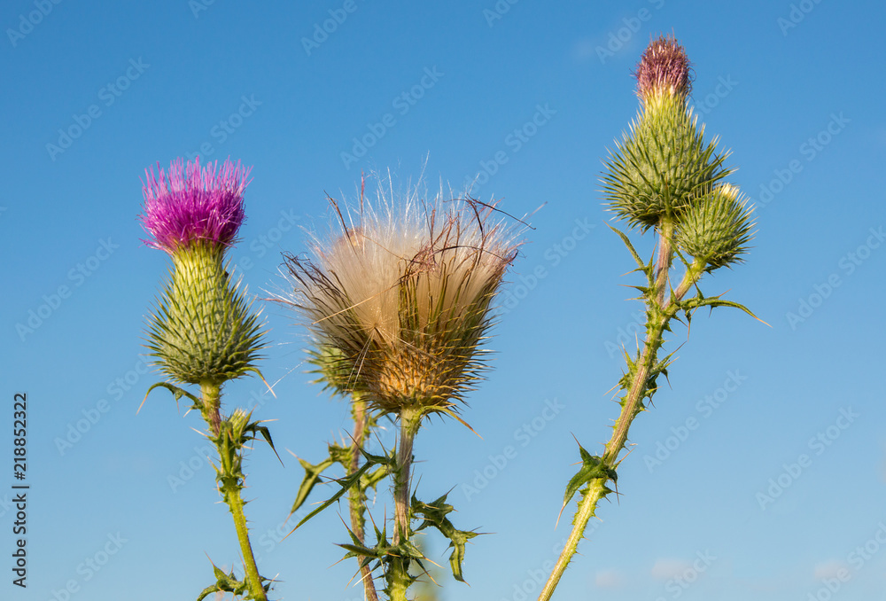 Obraz premium Osot, thistle. Cirsium