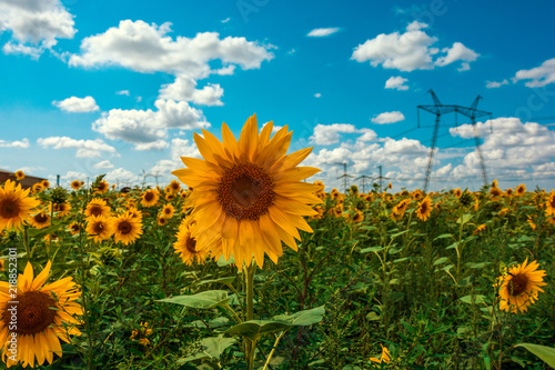 Fototapeta Naklejka Na Ścianę i Meble -  sunflower summer flower close-up, against a background of clouds.