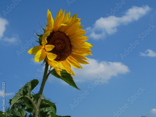 Sonnenblume