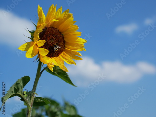 Sonnenblume im Sommer mit Hummel