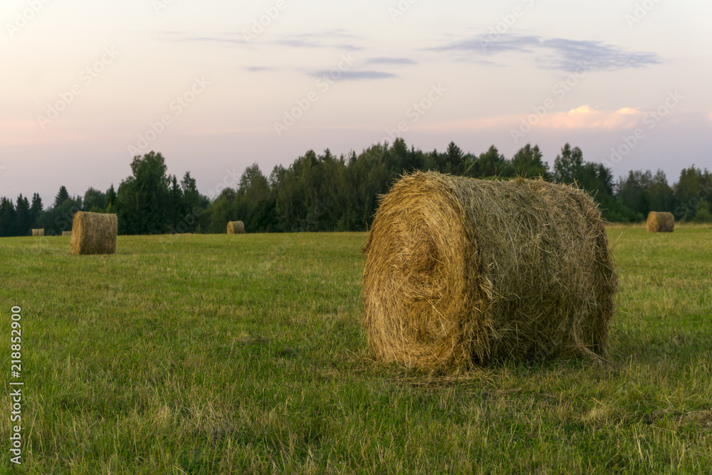 large round bales of hay lays on a beveled meadow