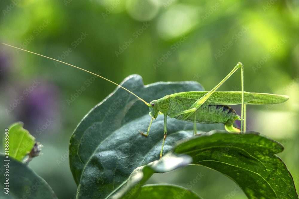 Fototapeta premium świerszcz