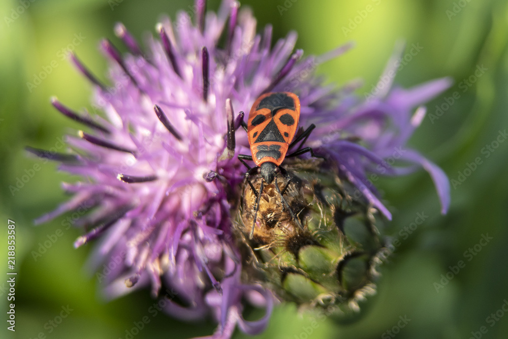 Obraz premium pluskwiak