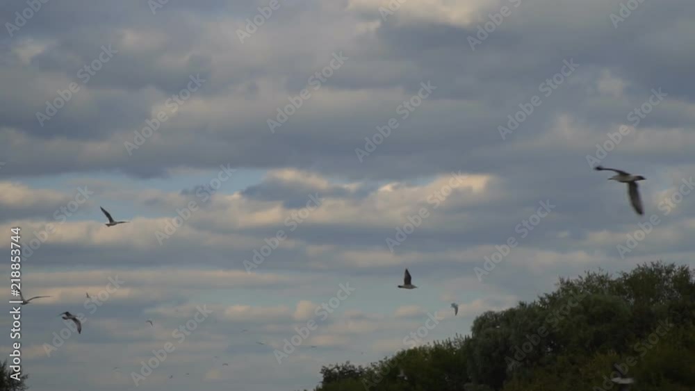 slow motion video of seagulls flying in the blue cloudy sky slow motion video of seagulls flying in the blue cloudy sky