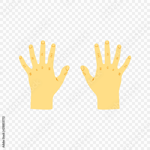 Part of the human body, the hands of a pair of open views from above. Vector contours of the wrist left and right with fingers open, design elements on an isolated transparent background.