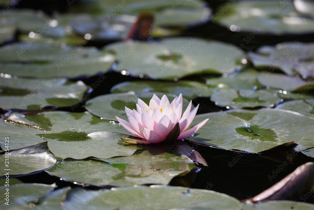 Water lily in suburbs of Tokyo - Japanese summer flower - Water lily in suburbs of Tokyo - Japanese summer flower -