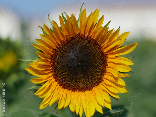 Sonnenblume mit Bokeh