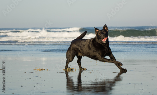 Black Labrador Retriever dog outdoor portrait running and playing on ocean beach