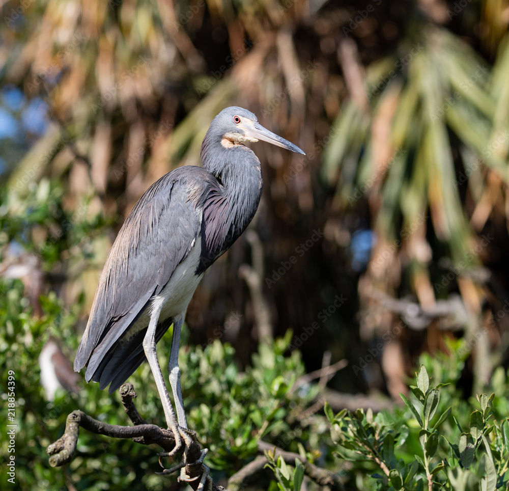 Fototapeta premium Tricolored Heron