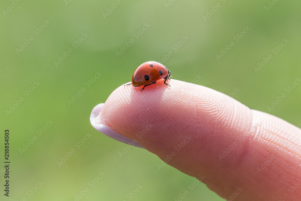 Close-up of a ladybug on a girl's finger Close-up of a ladybug on a girl's finger