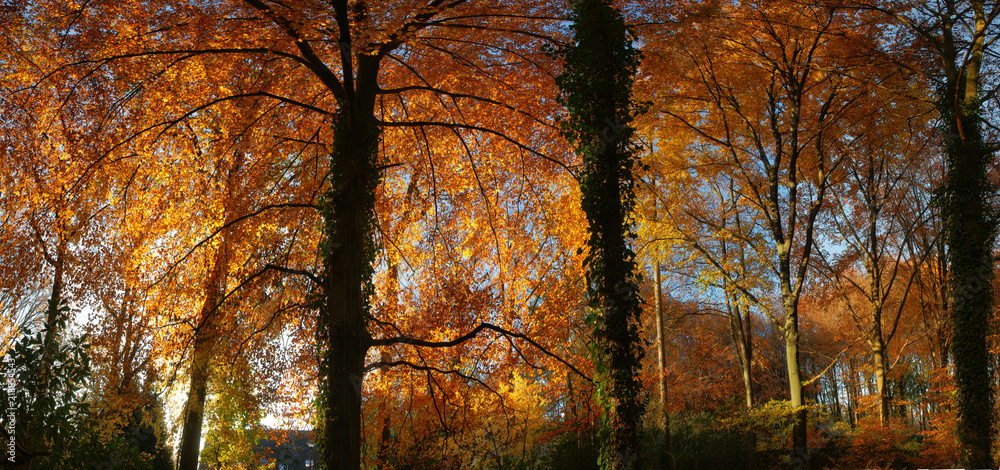 panoramic view of beautifully colored trees in autumn