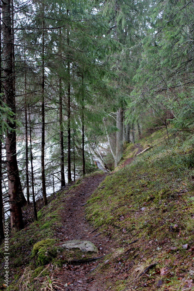 Obraz premium path in the woods, estonia