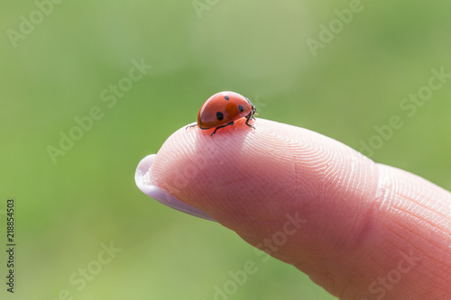  Close-up of a ladybug on a girl's finger