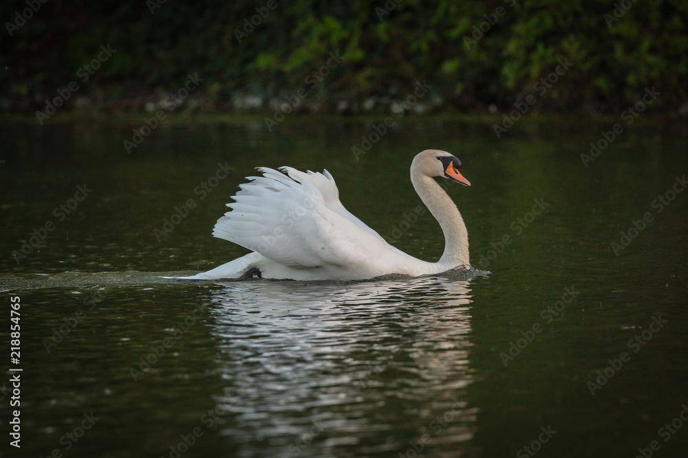 Fototapeta premium swan on lake 