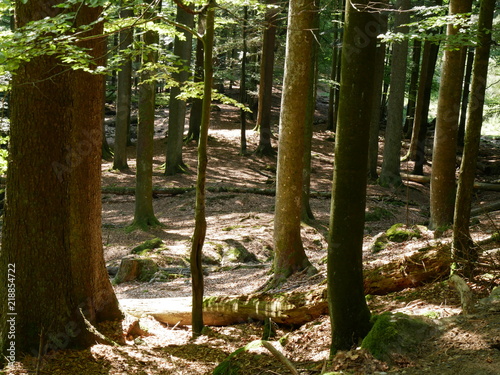Wald im Sommer