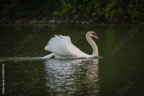 swan on lake 