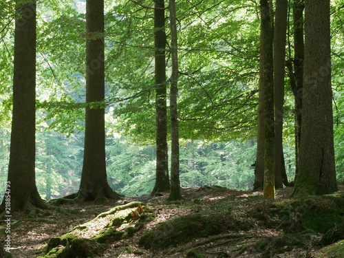 Waldfläche