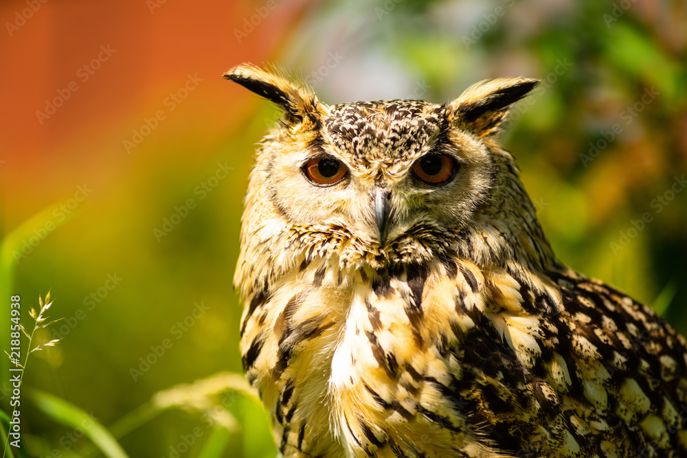 Portrait of a Eurasian eagle-owl ( Bubo Bubo ) sitting outside in the sun against a green background Portrait of a Eurasian eagle-owl ( Bubo Bubo ) sitting outside in the sun against a green background