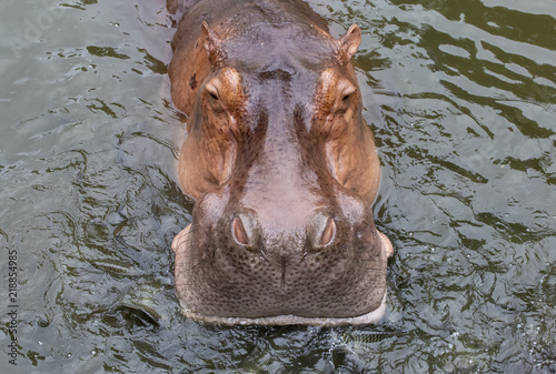 Hippopotamus in the pool photo