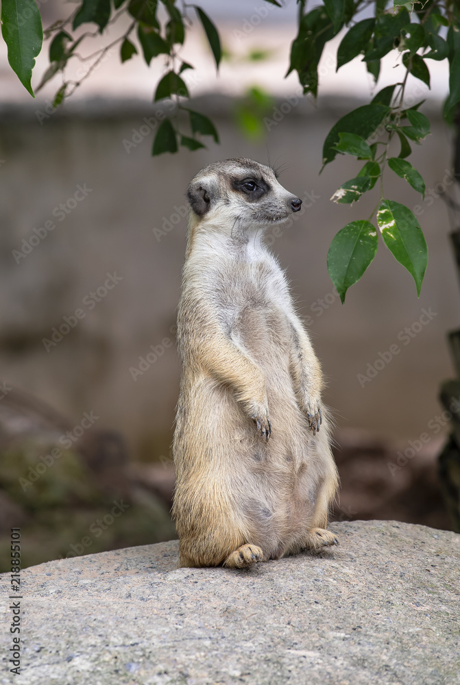 Fototapeta premium Slender tailed meerkat