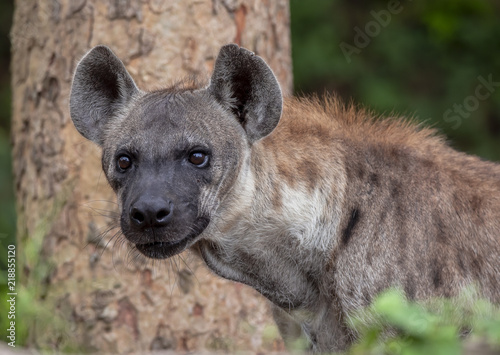 Hyena in the Zoo