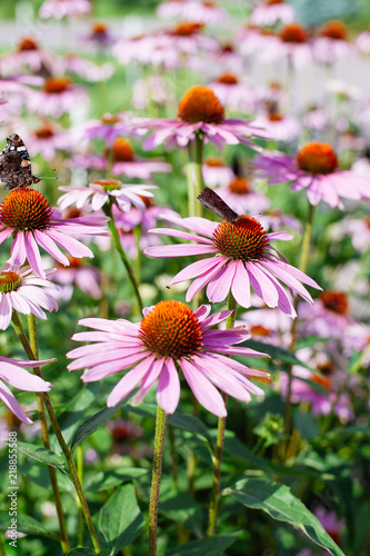 Close up of pink Echinacea flowers