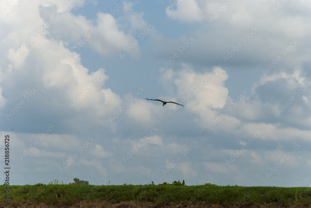 sky, bird, flying