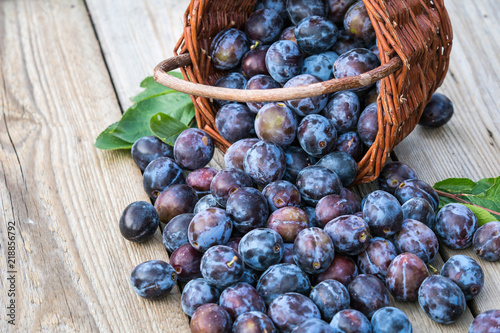 Plum harvest. Plums in a wicker basket on wooden background. Harvesting fruit from the garden.