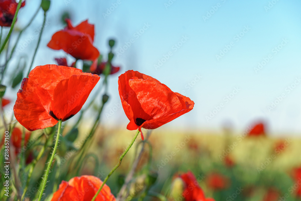Obraz premium meadow of blooming red poppies under sunny blue skies