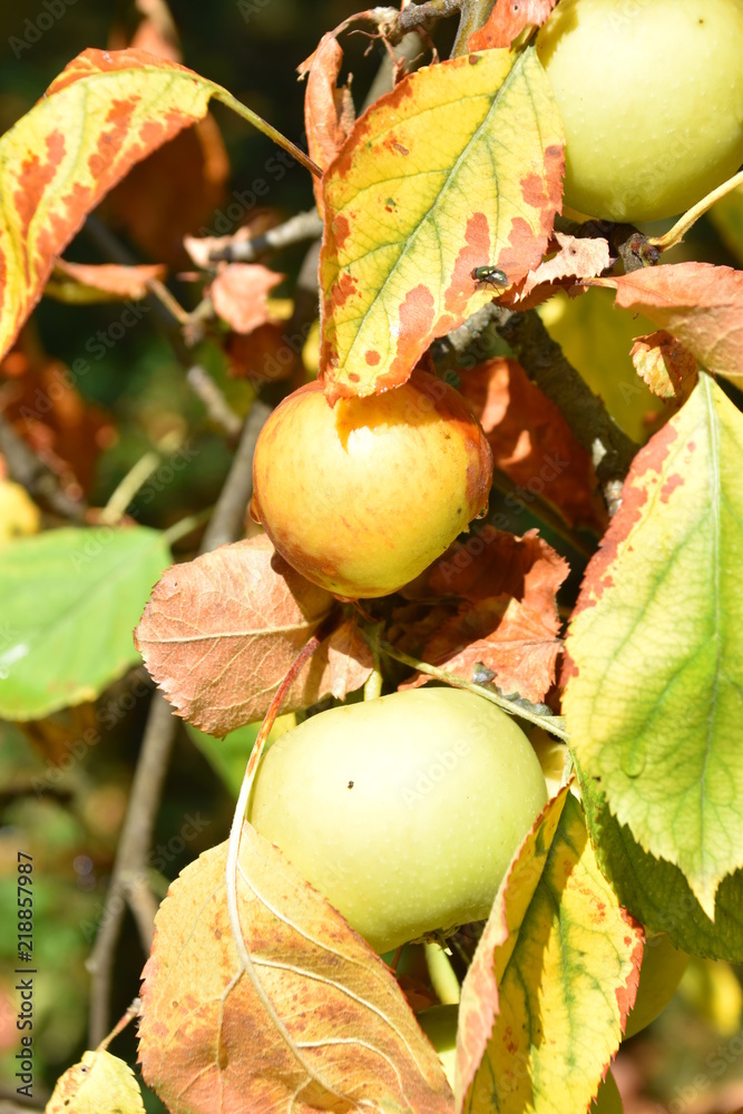 Obraz premium Apfel Bio