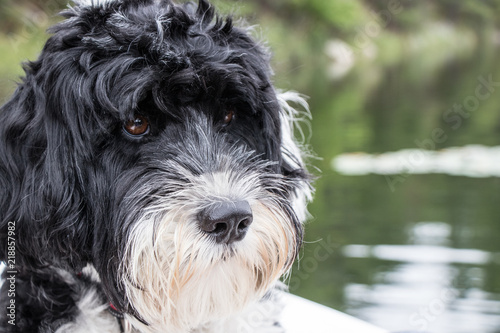 headshot of a Portuguese Water Dog