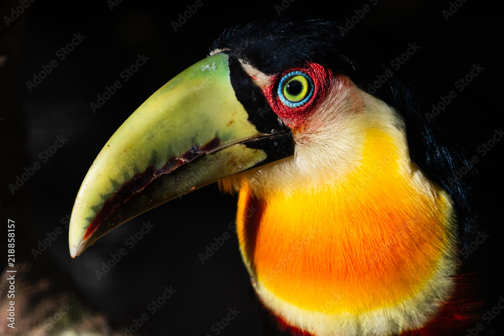 Fototapeta premium Green billed toucan
