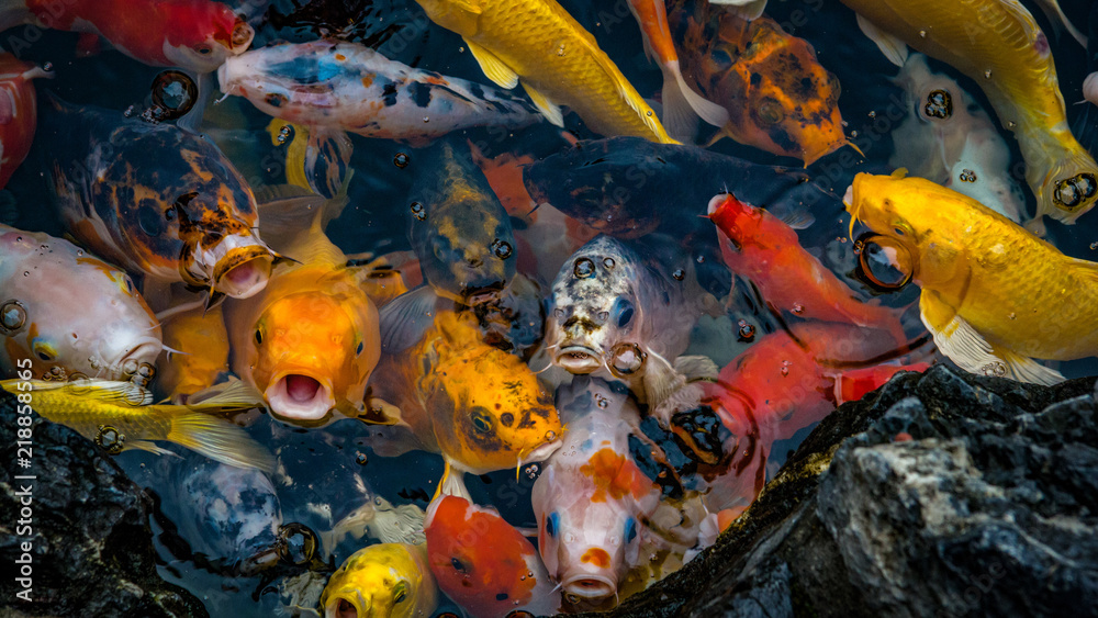 Koi Karpfen Teich