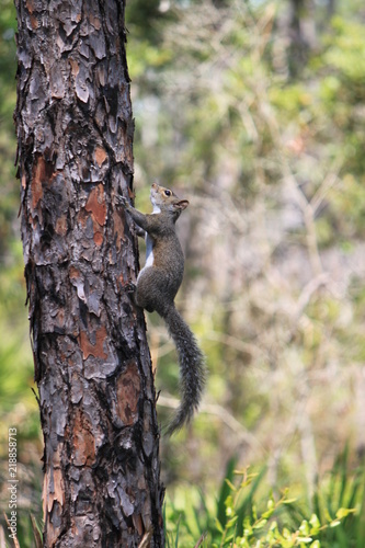 Ecureuil dans un arbre © Aurore
