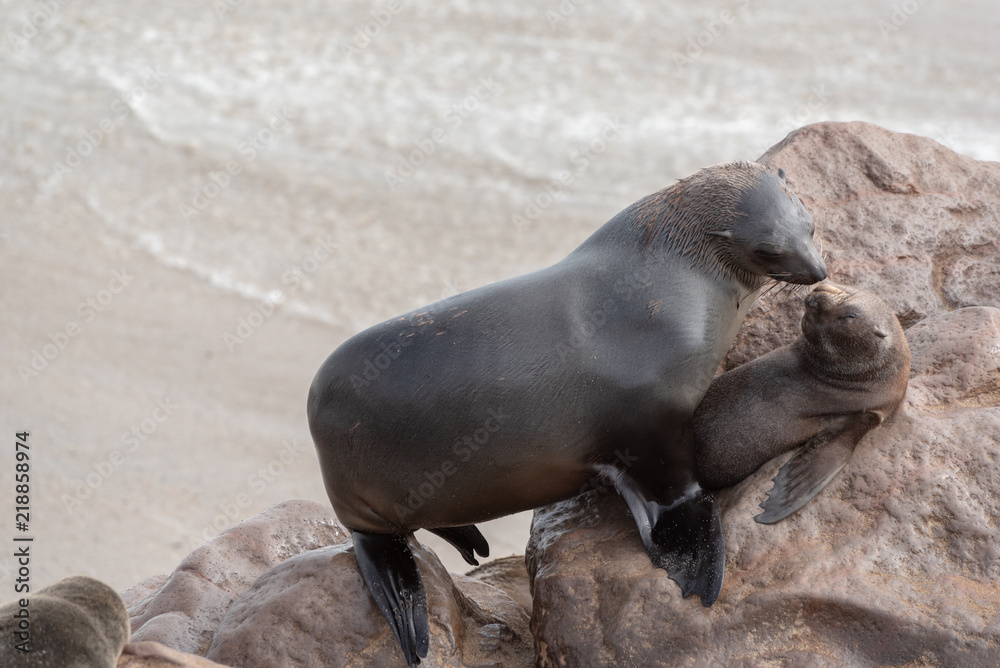 Obraz premium Mother and young seal love close together and caring, for each other, Namibia