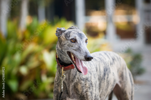 Photo Greyhound dog outdoor portrait