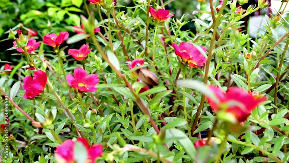 Timelapse of Snail eating flowers in Garden in Chiang Rai Thailand Timelapse of Snail eating flowers in Garden in Chiang Rai Thailand