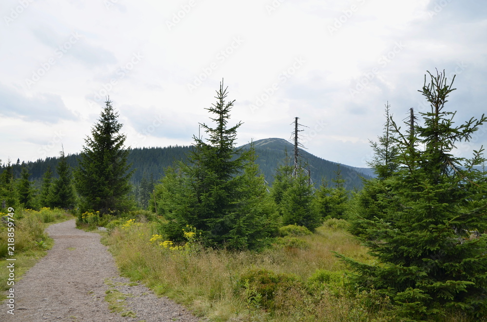 Fototapeta premium nature trail in the Giant Mountains