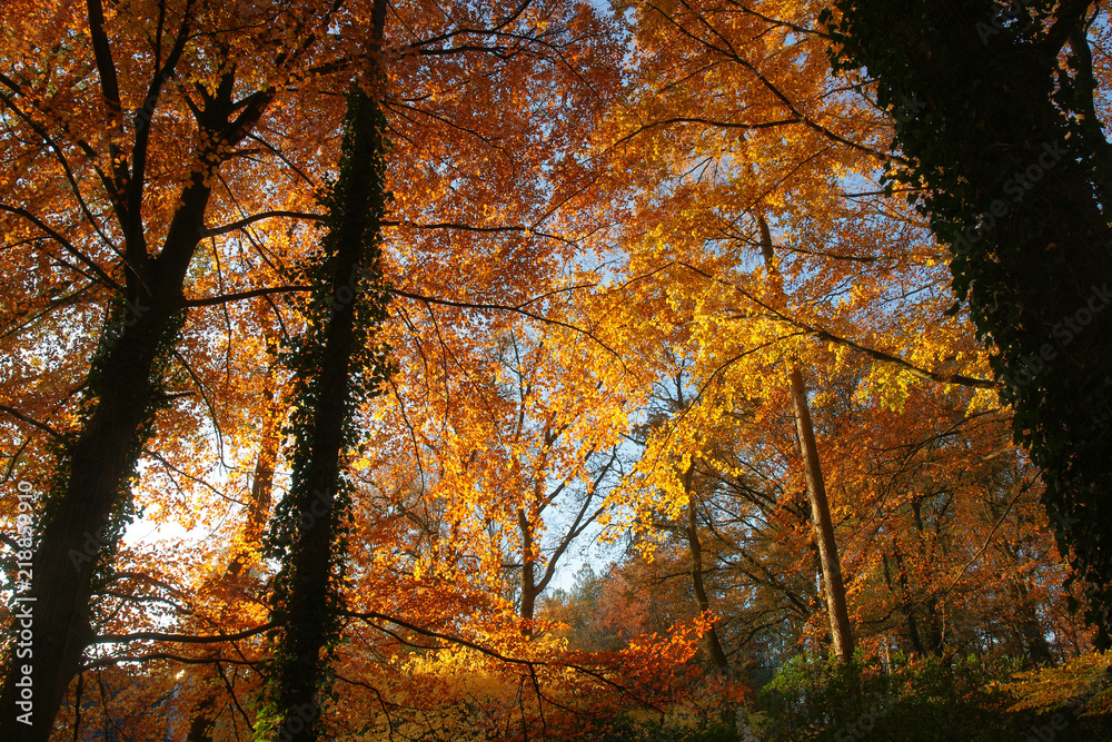View of beautifully colored trees in autumn View of beautifully colored trees in autumn