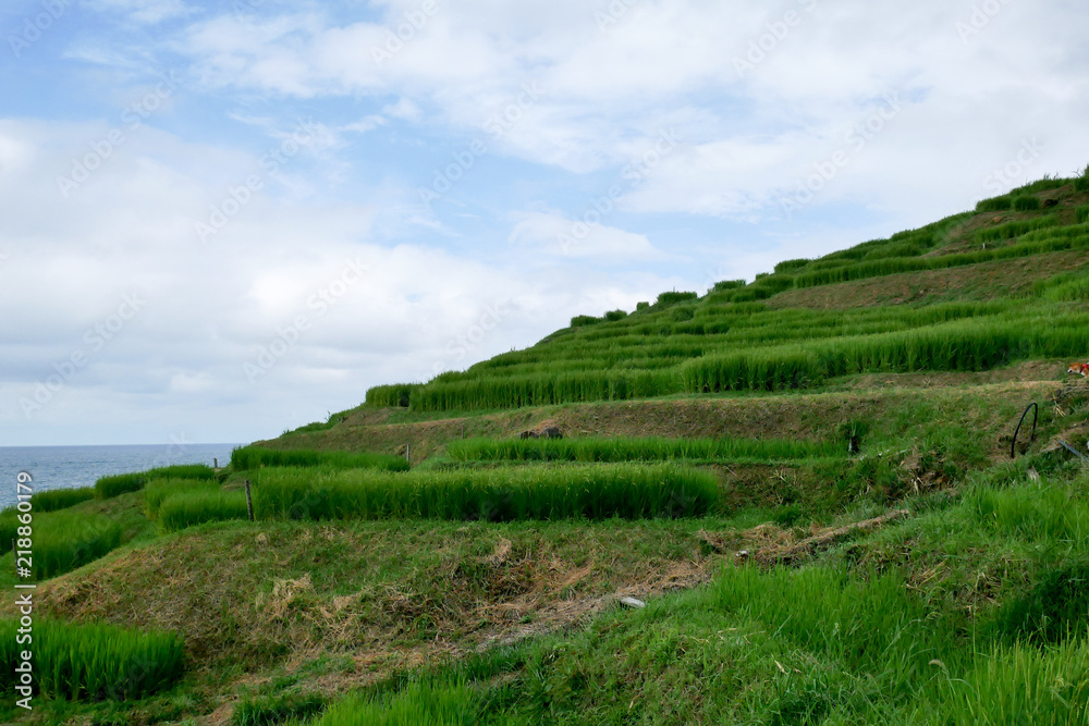 Fototapeta premium 棚田