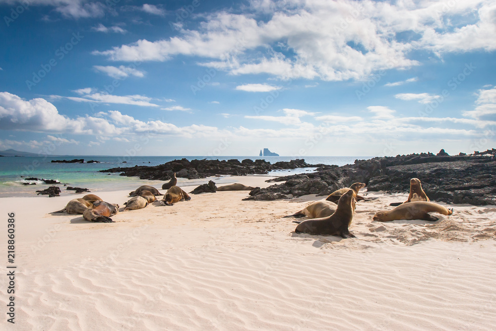 Ecuador. The Galapagos Islands. Seals are sleeping on the beach. Beaches of the Galapagos Islands. Pacific Ocean. Seals in Ecuador. Animals of the Galapagos Islands.