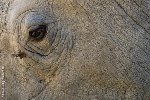Eye of a rhinoceros © STORM INSIDE PHOTO